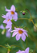 HIGHFIELD FARM, MONMOUTHSHIRE: JULY, PINK, PURPLE FLOWERS, BLOOMS OF DAHLIA MERCKII, PERENNIALS