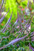 HIGHFIELD FARM, MONMOUTHSHIRE: JULY, CREAM, PURPLE FLOWERS, BLOOMS OFVERONICASTRUM VIRGINICUM FASCINATION, PERENNIALS