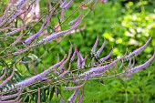 HIGHFIELD FARM, MONMOUTHSHIRE: JULY, CREAM, PURPLE FLOWERS, BLOOMS OFVERONICASTRUM VIRGINICUM FASCINATION, PERENNIALS