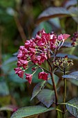 HIGHFIELD FARM, MONMOUTHSHIRE: JULY, RED FLOWERS, BLOOMS OF HYDRANGEA, SHRUBS