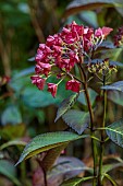 HIGHFIELD FARM, MONMOUTHSHIRE: JULY, RED FLOWERS, BLOOMS OF HYDRANGEA, SHRUBS