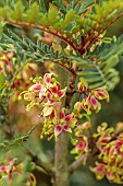HIGHFIELD FARM, MONMOUTHSHIRE: JULY, YELLOW, RED BLOOMS, FLOWERS OF LOMATIA FERRUGINEA FROM CHILE, SHRUBS, TREES
