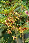 HIGHFIELD FARM, MONMOUTHSHIRE: JULY, YELLOW, RED BLOOMS, FLOWERS OF LOMATIA FERRUGINEA FROM CHILE, SHRUBS, TREES