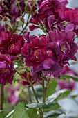 HIGHFIELD FARM, MONMOUTHSHIRE: JULY, DARK RED, MAGENTA FLOWERS, BLOOMS OF ROSE, ROSA NIGHT OWL, SHRUBS, CLIMBING, CLIMBER