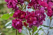 HIGHFIELD FARM, MONMOUTHSHIRE: JULY, DARK RED, MAGENTA FLOWERS, BLOOMS OF ROSE, ROSA NIGHT OWL, SHRUBS, CLIMBING, CLIMBER