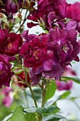 HIGHFIELD FARM, MONMOUTHSHIRE: JULY, DARK RED, MAGENTA FLOWERS, BLOOMS OF ROSE, ROSA NIGHT OWL, SHRUBS, CLIMBING, CLIMBER