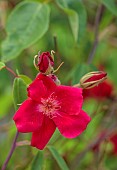 HIGHFIELD FARM, MONMOUTHSHIRE: JULY, RED FLOWERS, BLOOMS OF ROSE, ROSA  X ODORATA BENGAL CRIMSON, AGM
