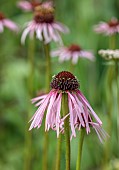 HIGHFIELD FARM, MONMOUTHSHIRE: JULY: PINK FLOWERS, BLOOMS OF ECHINACEA PALLIDA, PERENNIALS, CONEFLOWER