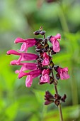 HIGHFIELD FARM, MONMOUTHSHIRE: JULY, PINK FLOWERS, BLOOMS OF SAGE, SALVIA GUARANTICA AMANTE, AROMATIC, PERENNIALS