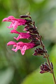 HIGHFIELD FARM, MONMOUTHSHIRE: JULY, PINK FLOWERS, BLOOMS OF SAGE, SALVIA GUARANTICA AMANTE, AROMATIC, PERENNIALS