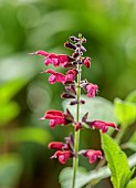 HIGHFIELD FARM, MONMOUTHSHIRE: JULY, PINK FLOWERS, BLOOMS OF SAGE, SALVIA GUARANTICA AMANTE, AROMATIC, PERENNIALS