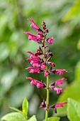 HIGHFIELD FARM, MONMOUTHSHIRE: JULY, PINK FLOWERS, BLOOMS OF SAGE, SALVIA SEBASTIAN, AROMATIC, PERENNIALS