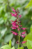 HIGHFIELD FARM, MONMOUTHSHIRE: JULY, PINK FLOWERS, BLOOMS OF SAGE, SALVIA SEBASTIAN, AROMATIC, PERENNIALS