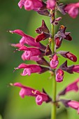 HIGHFIELD FARM, MONMOUTHSHIRE: JULY, PINK FLOWERS, BLOOMS OF SAGE, SALVIA SEBASTIAN, AROMATIC, PERENNIALS