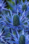 HIGHFIELD FARM, MONMOUTHSHIRE: JULY: BLUE FLOWERS, BLOOMS OF ERYNGIUM X ZABELII BIG BLUE, PERENNIALS, THISTLES