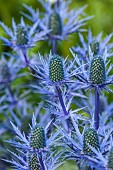 HIGHFIELD FARM, MONMOUTHSHIRE: JULY: BLUE FLOWERS, BLOOMS OF ERYNGIUM X ZABELII BIG BLUE, PERENNIALS, THISTLES