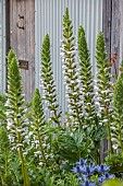 HIGHFIELD FARM, MONMOUTHSHIRE: JULY, ACANTHUS MOLLIS RUE LEDAN, TALL, SPIRES, SPIKES, SPIKEY, PERENNIALS