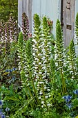 HIGHFIELD FARM, MONMOUTHSHIRE: JULY, ACANTHUS MOLLIS RUE LEDAN, TALL, SPIRES, SPIKES, SPIKEY, PERENNIALS