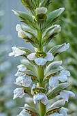 HIGHFIELD FARM, MONMOUTHSHIRE: JULY, ACANTHUS MOLLIS RUE LEDAN, TALL, SPIRES, SPIKES, SPIKEY, PERENNIALS