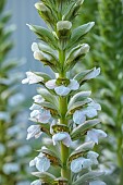 HIGHFIELD FARM, MONMOUTHSHIRE: JULY, ACANTHUS MOLLIS RUE LEDAN, TALL, SPIRES, SPIKES, SPIKEY, PERENNIALS
