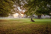 COTTESBROOKE HALL AND GARDENS, NORTHAMPTONSHIRE: DAWN, SUNRISE, THE WEST FRONT, LAWN, PARKLAND, STONE STATUE OF WILD BOAR