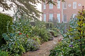 COTTESBROOKE HALL AND GARDENS, NORTHAMPTONSHIRE: THE TERRACE, DOUBLE HERBACEOUS BORDERS, ONOPORDUM ACANTHIUM, LUPINS, GERANIUMS
