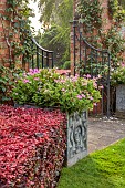 COTTESBROOKE HALL AND GARDENS, NORTHAMPTONSHIRE: ENTRANCE GATE TO THE POOL GARDEN, COPPER BEECH HEDGE, WALL, WALLED, CONTAINER WITH SCENTED PELARGONIUMS