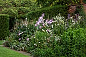 COTTESBROOKE HALL AND GARDENS, NORTHAMPTONSHIRE: STATUE WALK, BORDERS, VERONICASTRUM VIRGINICUM ALBUM, STACHYS BYZANTINA, DELPHINIUM PINK RUFFLES