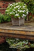 COTTESBROOKE HALL AND GARDENS, NORTHAMPTONSHIRE: THE MONKEY POOL, HYDRANGEA MACROPHYLLA MADAME EMILE MOUILLERE BESIDE THE POOL, WATER, REFLECTIONS, REFLECTED