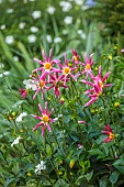 COTTESBROOKE HALL AND GARDENS, NORTHAMPTONSHIRE: PINK, YELLOW FLOWERS, BLOOMS OF DAHLIA HONKA ROSE