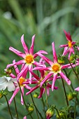 COTTESBROOKE HALL AND GARDENS, NORTHAMPTONSHIRE: PINK, YELLOW FLOWERS, BLOOMS OF DAHLIA HONKA ROSE