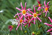 COTTESBROOKE HALL AND GARDENS, NORTHAMPTONSHIRE: PINK, YELLOW FLOWERS, BLOOMS OF DAHLIA HONKA ROSE