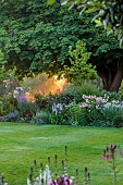 MORTON HALL GARDENS, WORCESTERSHIRE: SOUTH GARDEN, JULY, BORDER, SUNRISE, PEROVSKIA BLUE SPIRE, PHLOX, ECHINACEA, LAWN