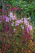 MORTON HALL GARDENS, WORCESTERSHIRE: SOUTH GARDEN, JULY, BORDER, SALVIA CARADONNA, ECHINACEA MORTON HALL, SIDALCEA ELSIE HEUGH, PERENNIALS