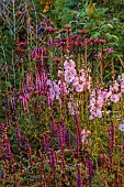 MORTON HALL GARDENS, WORCESTERSHIRE: SOUTH GARDEN, JULY, BORDER, SALVIA CARADONNA, ECHINACEA MORTON HALL, SIDALCEA ELSIE HEUGH, PERENNIALS