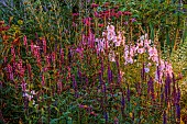 MORTON HALL GARDENS, WORCESTERSHIRE: SOUTH GARDEN, JULY, BORDER, SALVIA CARADONNA, ECHINACEA MORTON HALL, SIDALCEA ELSIE HEUGH, PERENNIALS