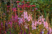 MORTON HALL GARDENS, WORCESTERSHIRE: SOUTH GARDEN, JULY, BORDER, SALVIA CARADONNA, ECHINACEA MORTON HALL, SIDALCEA ELSIE HEUGH, PERENNIALS