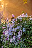 MORTON HALL GARDENS, WORCESTERSHIRE: SOUTH GARDEN, JULY, BORDER, SUNRISE, CLEMATIS BLUE ANGEL, ROSA JACQUES CARTIER, STACHYS HUMMELO, PEROVSKIA BLUE SPIRE