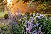 MORTON HALL GARDENS, WORCESTERSHIRE: SOUTH GARDEN, JULY, BORDER, SUNRISE, CLEMATIS BLUE ANGEL, ROSA JACQUES CARTIER, STACHYS HUMMELO, PEROVSKIA BLUE SPIRE