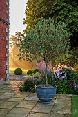 MORTON HALL GARDENS, WORCESTERSHIRE: SOUTH GARDEN, JULY, BORDER, SUNRISE, OLIVE IN CONTAINER, CLEMATIS BLUE ANGEL, ROSA JACQUES CARTIER, STACHYS HUMMELO, PEROVSKIA BLUE SPIRE