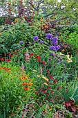 MORTON HALL GARDENS, WORCESTERSHIRE: KITCHEN GARDEN, JULY, BORDER, PHLOX NICKY, ALLIUM SPHAEROCEPHALON, HEMEROCALLIS ALASKAN QUEEN, SALVIA ROYAL BUMBLE, HELENIUM MOERHEIM BEAUTY