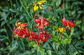 MORTON HALL GARDENS, WORCESTERSHIRE: KITCHEN GARDEN, RED FLOWERS, BLOOMS OF LILIUM PARDALINUM, LEOPARD LILY, PERENNIALS, BULBS