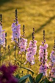 MORTON HALL GARDENS, WORCESTERSHIRE: JULY, PERENNIALS, PINK FLOWERS OF SIDALCEA ELSIE HEUGH