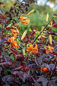 MORTON HALL GARDENS, WORCESTERSHIRE: KITCHEN GARDEN, ORANGE FLOWERS, BLOOMS OF LILIUM HENRYI