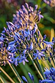 MORTON HALL GARDENS, WORCESTERSHIRE: BLUE, PURPLE FLOWERS, BLOOMS OF AGAPANTHUS BLUE TRIUMPHATOR, PERENNIALS