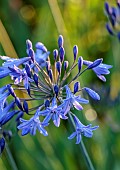 MORTON HALL GARDENS, WORCESTERSHIRE: BLUE, PURPLE FLOWERS, BLOOMS OF AGAPANTHUS BLUE TRIUMPHATOR, PERENNIALS