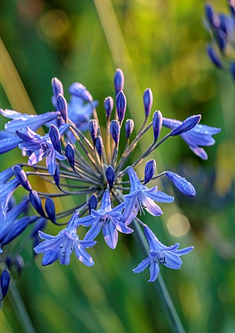 MORTON_HALL_GARDENS_WORCESTERSHIRE_BLUE_PURPLE_FLOWERS_BLOOMS_OF_AGAPANTHUS_BLUE_TRIUMPHATOR_PERENNI