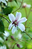 MORTON HALL GARDENS, WORCESTERSHIRE: PALE CREAM FLOWERS OF CLEMATIS TEXENSIS PRINCESS KATE, CLIMBING, CLIMBER
