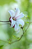 MORTON HALL GARDENS, WORCESTERSHIRE: PALE CREAM FLOWERS OF CLEMATIS TEXENSIS PRINCESS KATE, CLIMBING, CLIMBER
