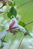 MORTON HALL GARDENS, WORCESTERSHIRE: PALE CREAM FLOWERS OF CLEMATIS TEXENSIS PRINCESS KATE, CLIMBING, CLIMBER